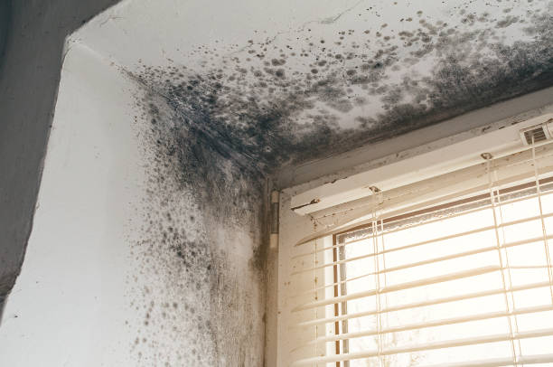 Trusted Mold Inspection service in Pomeroy, PA - Cheap Mold Removal